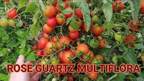 🍅🍅ТОМАТ РОЗОВЫЙ КВАРЦ МУЛЬТИФЛОРА. Обзор сорта. Tomato Rose Guartz Multiflora
